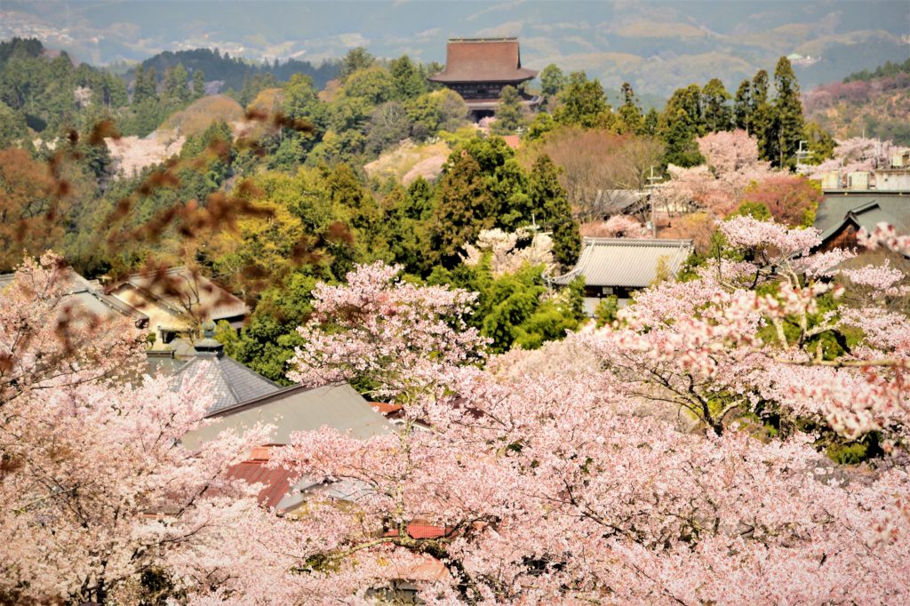 Japan, Marvelous view of the 30,000 cherry blossoms in Yoshino Mountain ...