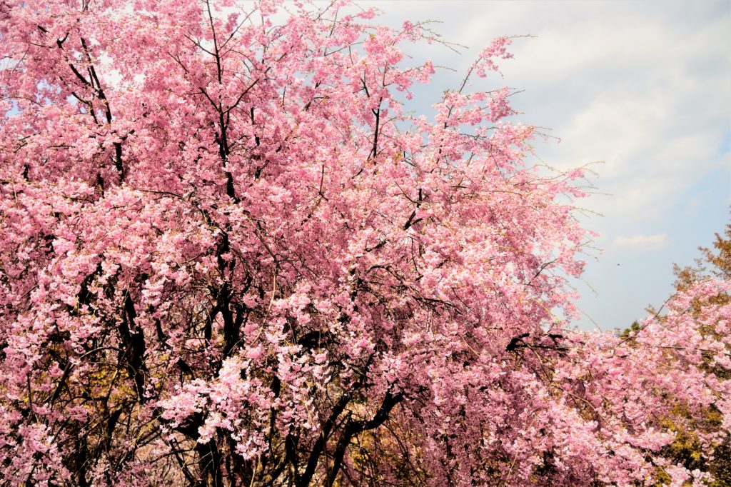 Japan, Marvelous view of the 30,000 cherry blossoms in Yoshino Mountain ...