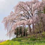 Cherry trees on the green field