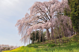 Cherry trees on the green field