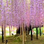 Great wisteria in Ashikaga flower park