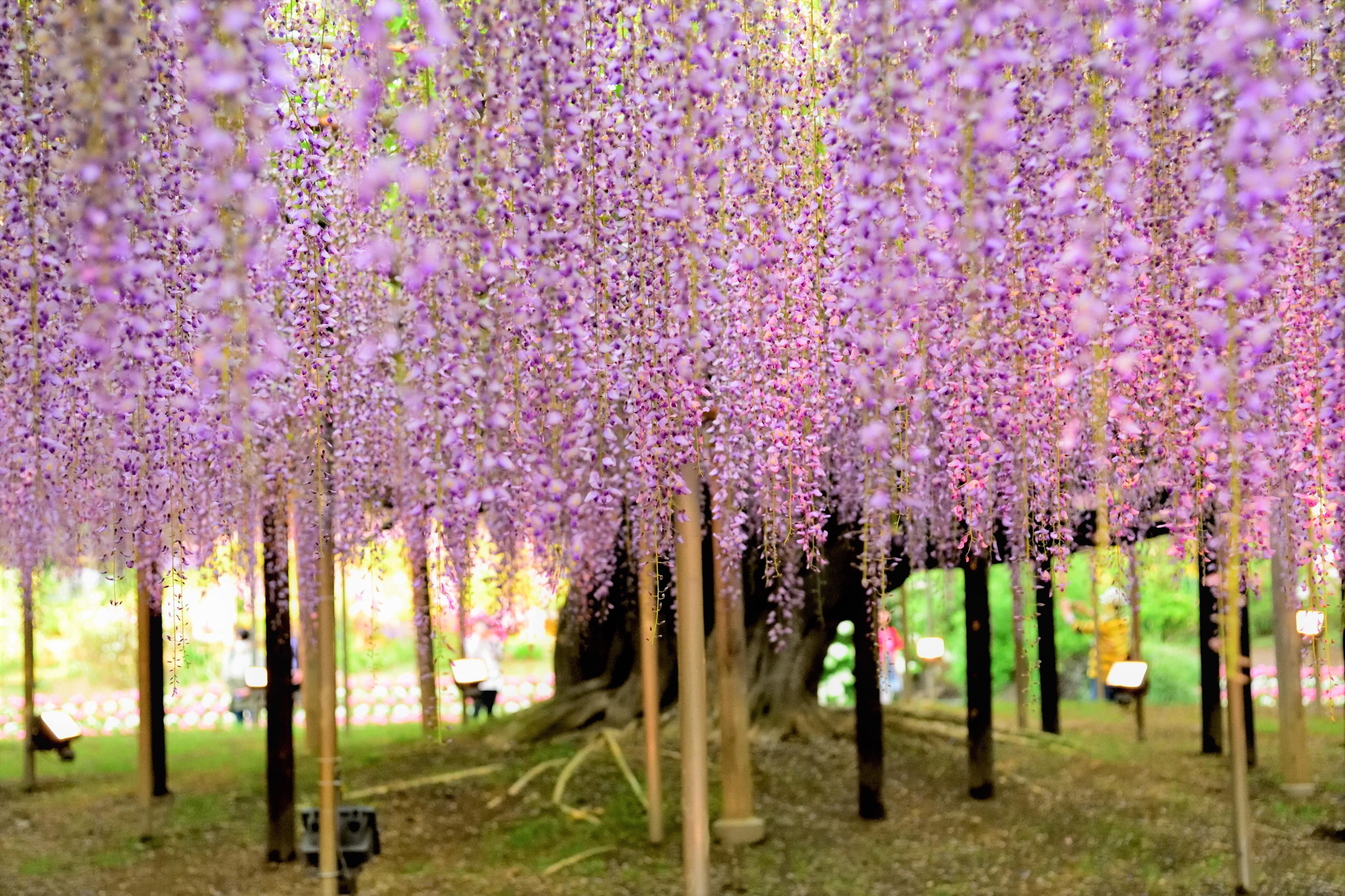 Great wisteria in Ashikaga flower park