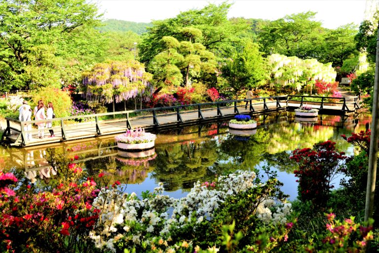 Dream travel destination in the world! **Ashikaga Flower Park** charm of mysterious wisteria
