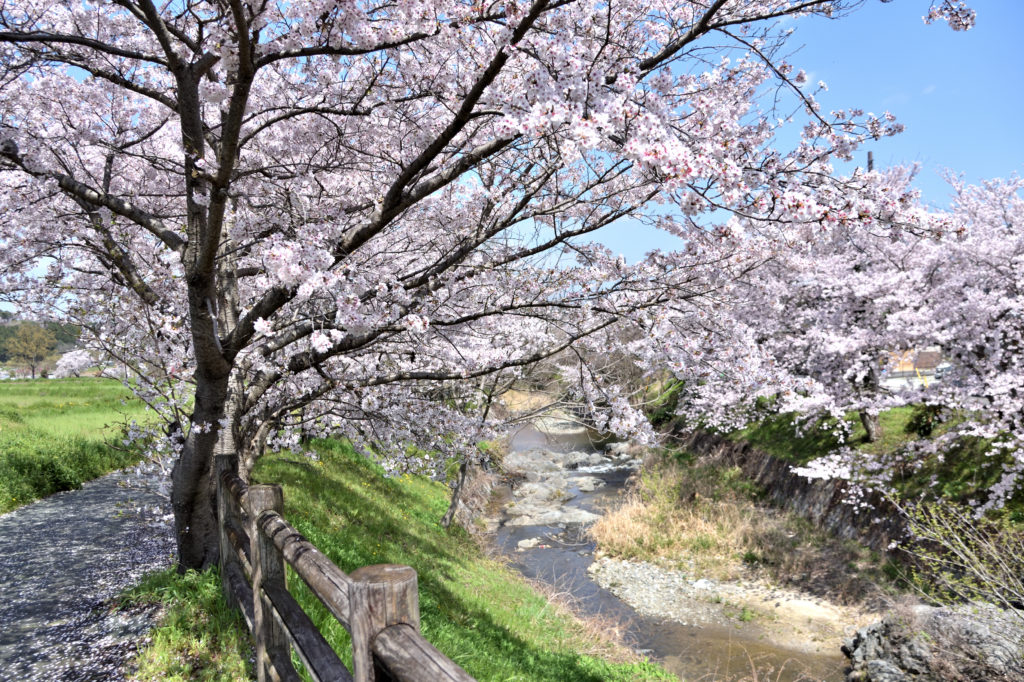 Cherry trees along with Asuka river