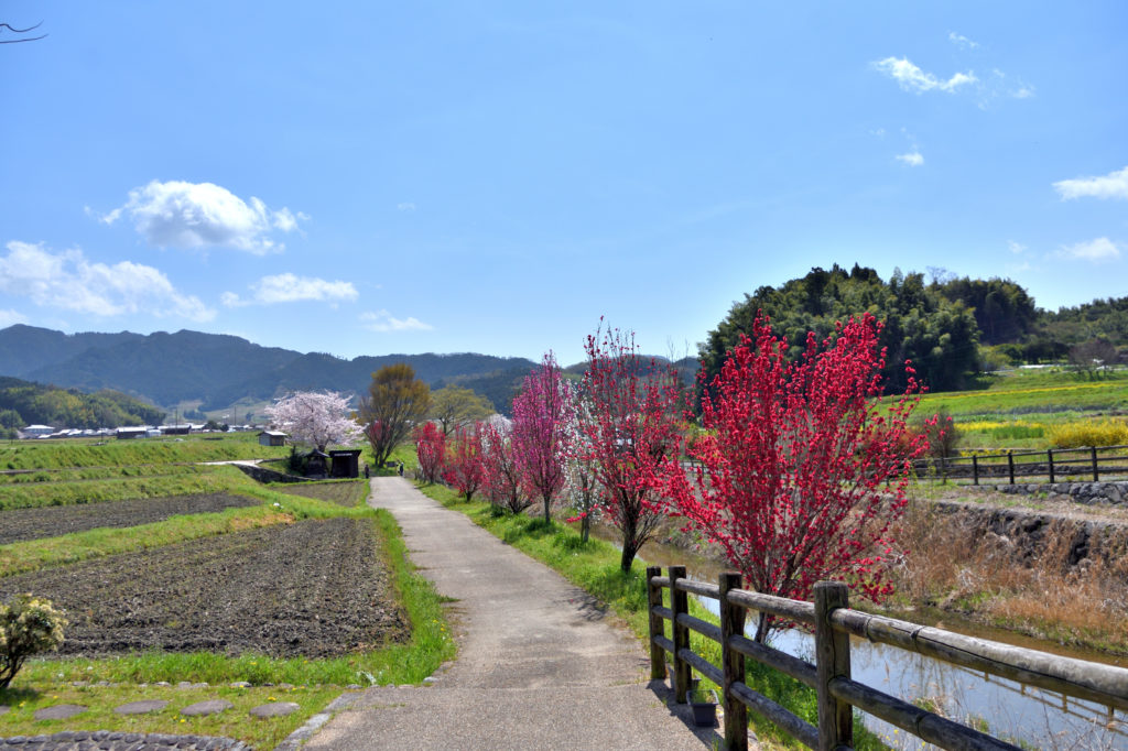 Flowering peach trees in Asuka village