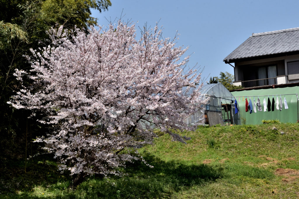 A big cherry trees and country house in Asuka village