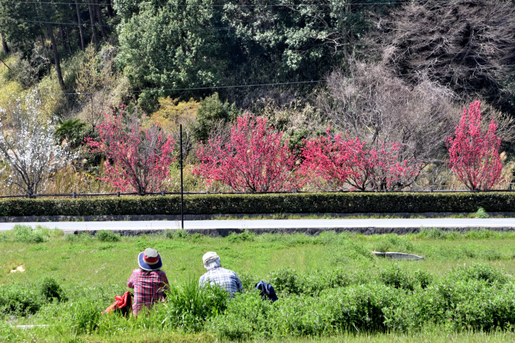 Couples sitting in country field of Asuka village