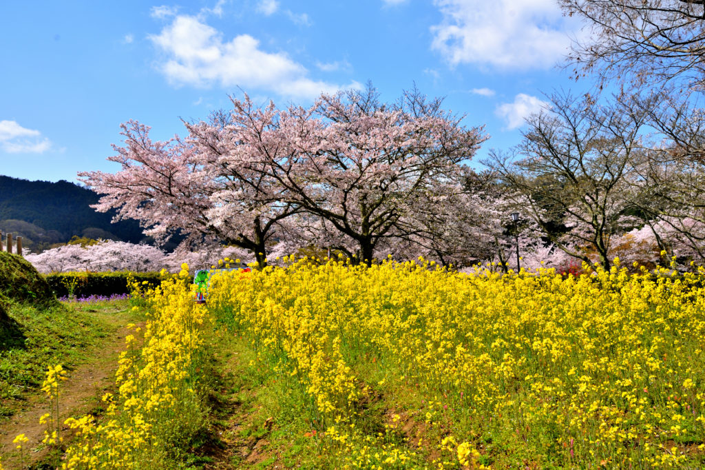 Rape flowers and cherry blossoms in Asuka village