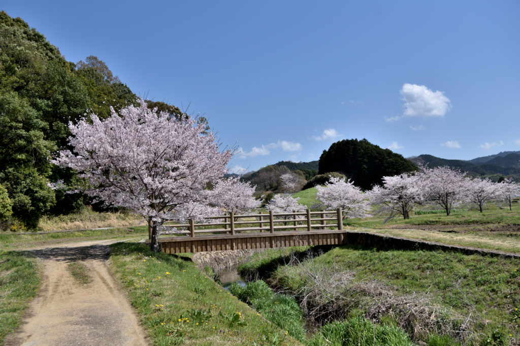 Cherry trees on country road of Asuka village