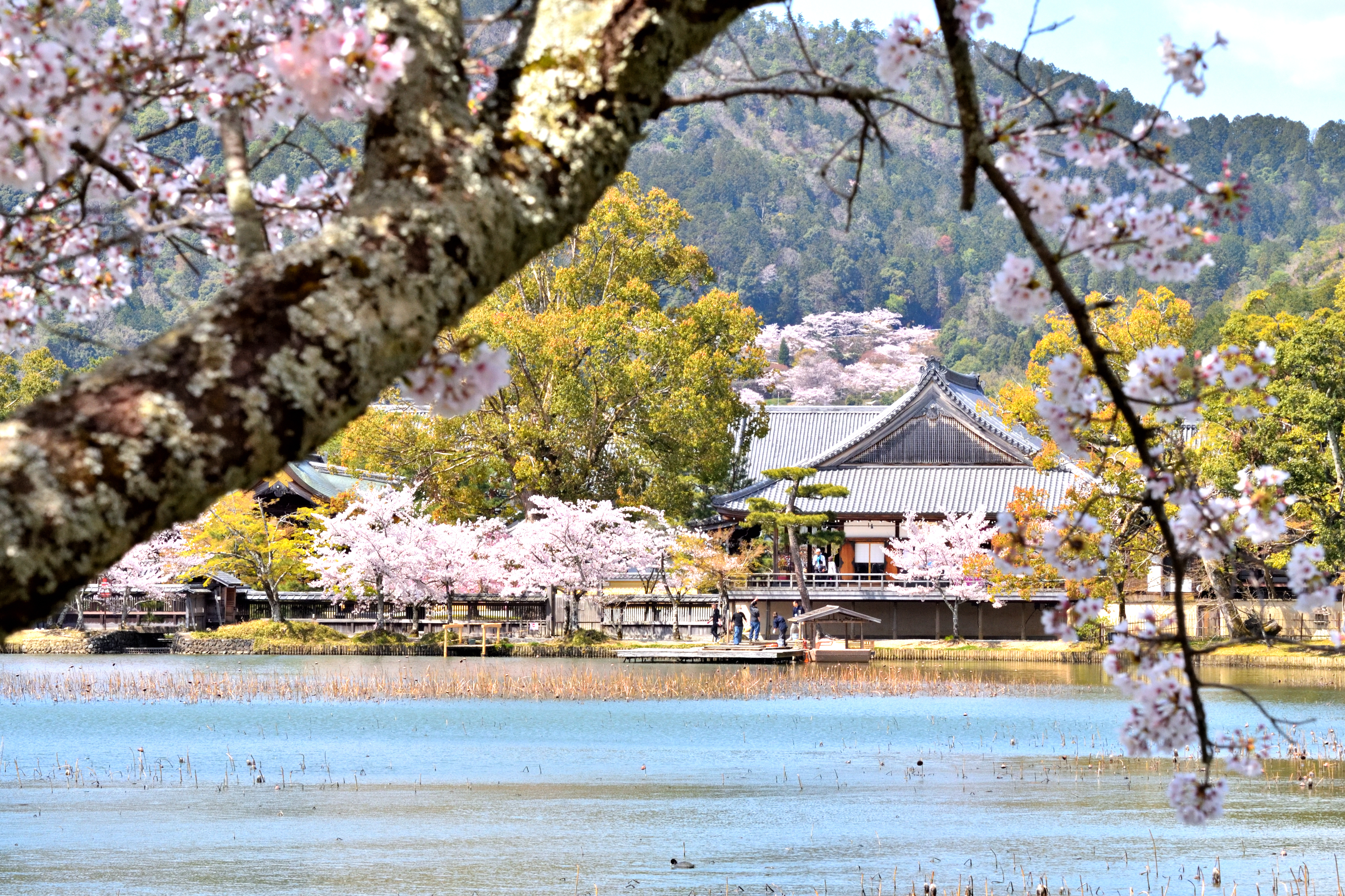 Daikakuji temple and Osawaike pond