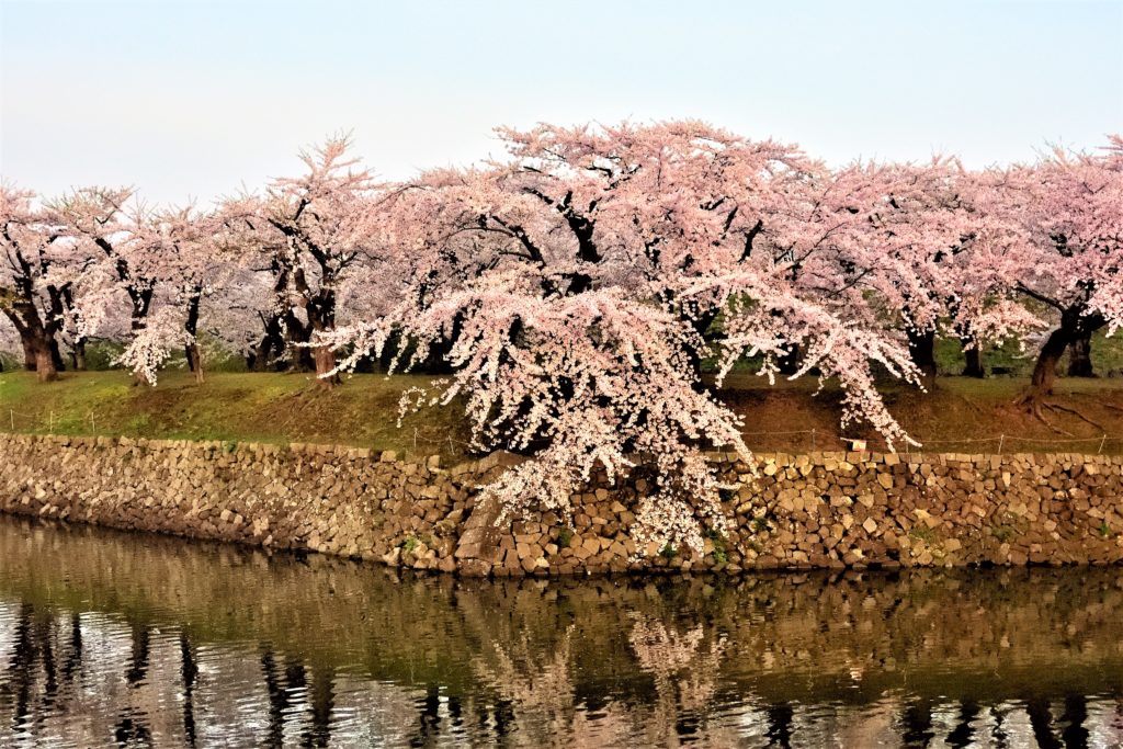 1,600 cherry trees in star-shaped Goryokaku fort , **Hakodate Goryokaku ...