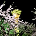 Goryokaku tower and cherry trees lighted up
