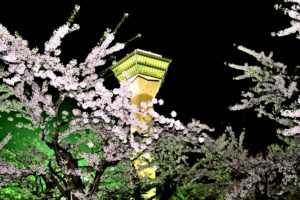 Goryokaku tower and cherry trees lighted up