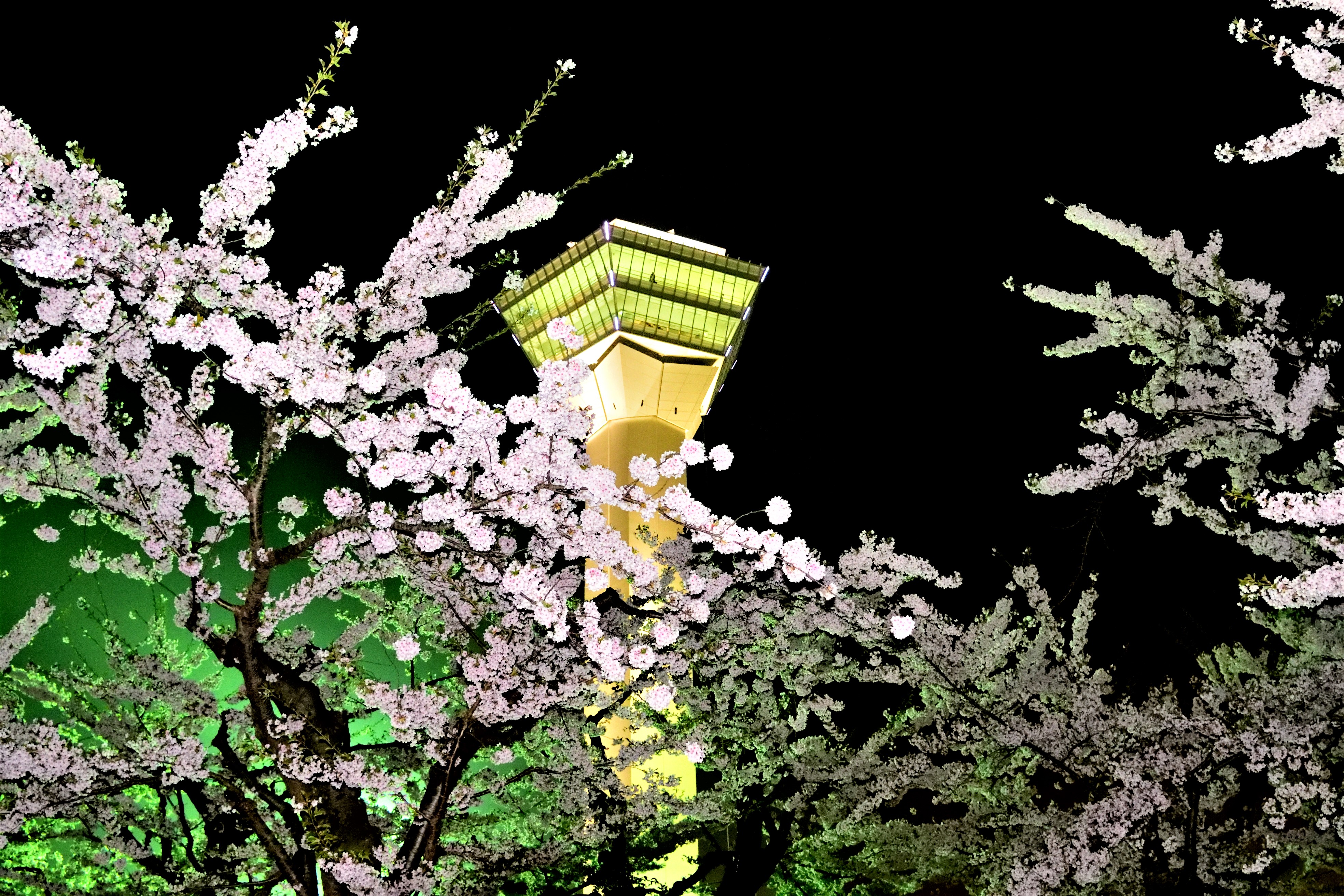 Goryokaku tower and cherry trees lighted up