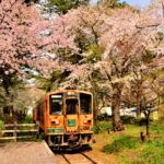 Cherry trees and train at Ashinopark station