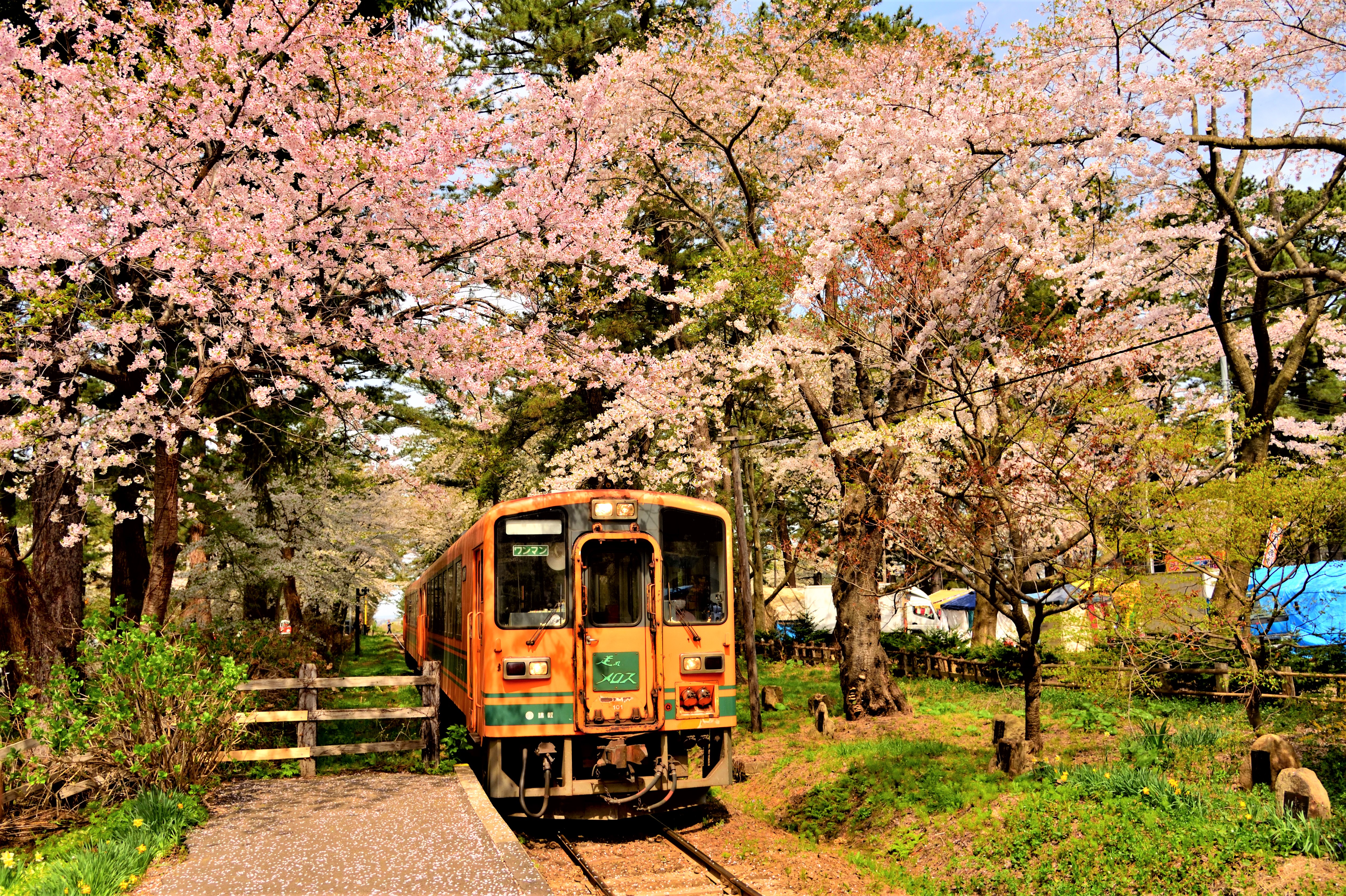 Cherry trees and train at Ashinopark station