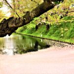 Cherry blossom carpet in Hirosaki park