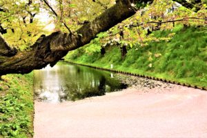 Cherry blossom carpet in Hirosaki park