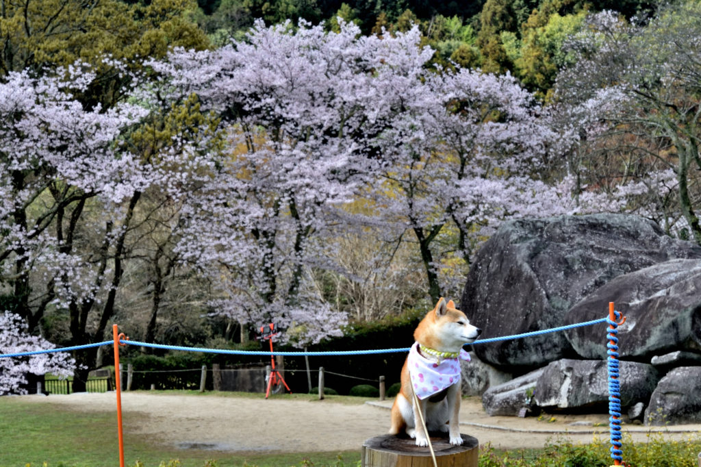 Dog and cherry and Ishibutai ancient tomb