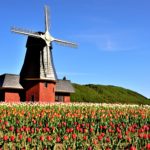 Winmill and tulips in Kamiyubetsu Tulip Park
