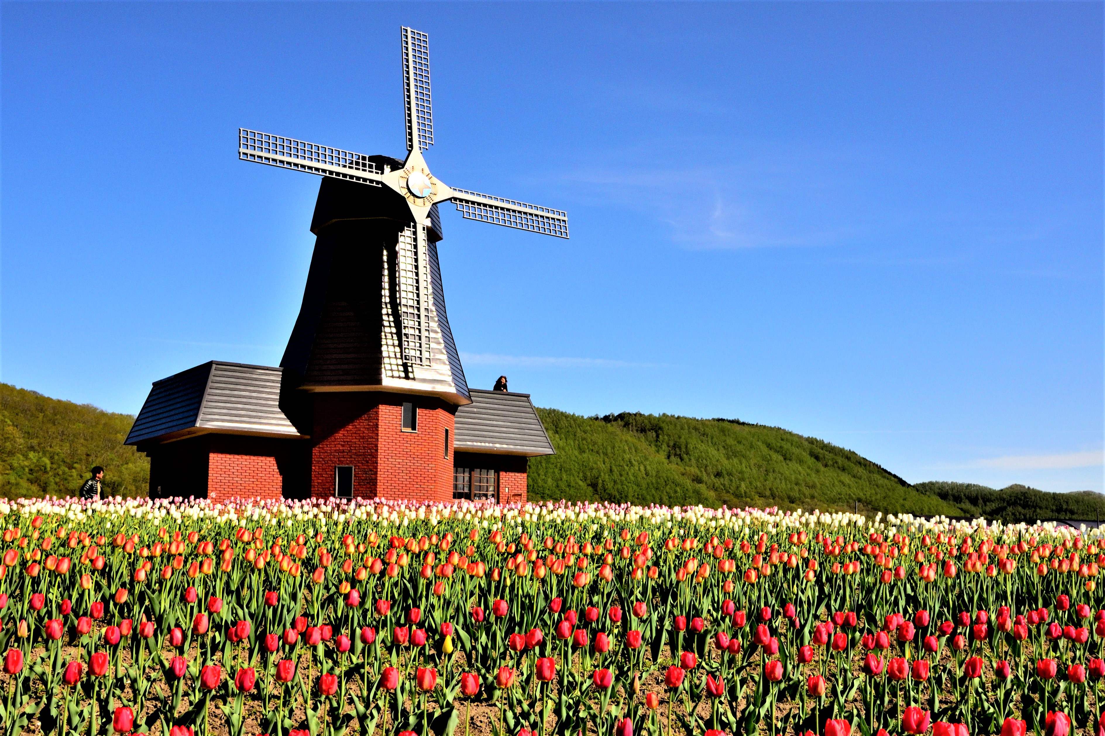 Winmill and tulips in Kamiyubetsu Tulip Park