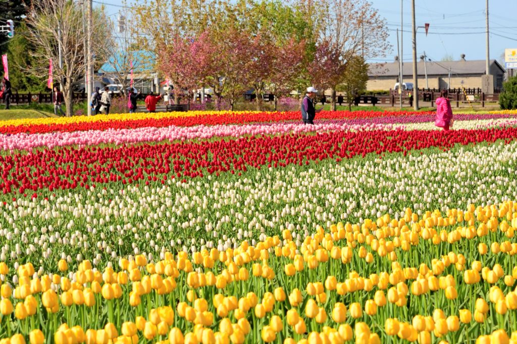 The Okhotsk Spring Feature! **Kamiyubetsu Tulip Park** where 1.2 ...