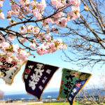 Fishing flag and cherry blossoms in Matsumae park