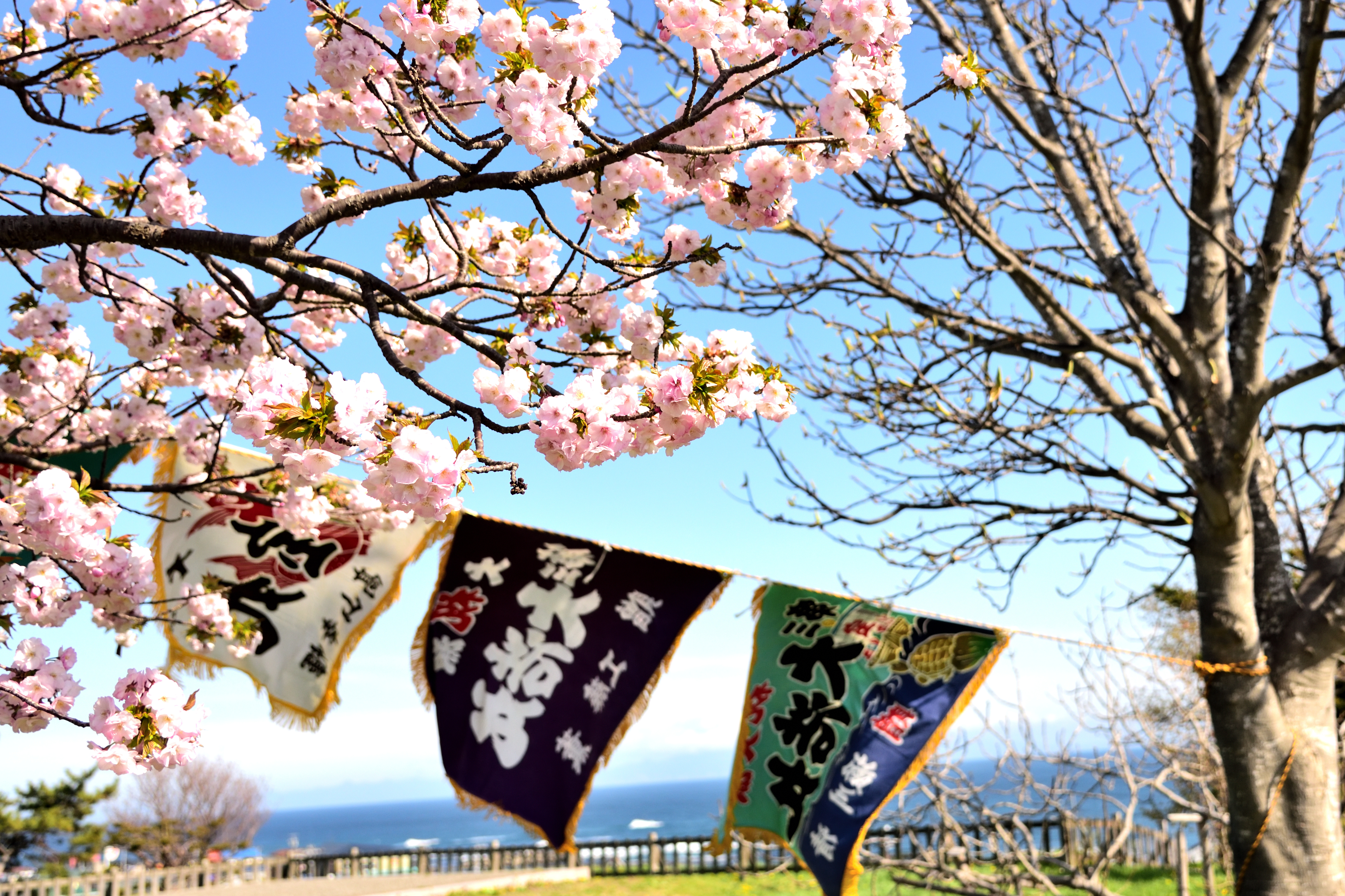 Fishing flag and cherry blossoms in Matsumae park