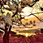 Matsushima bay and white magnolia
