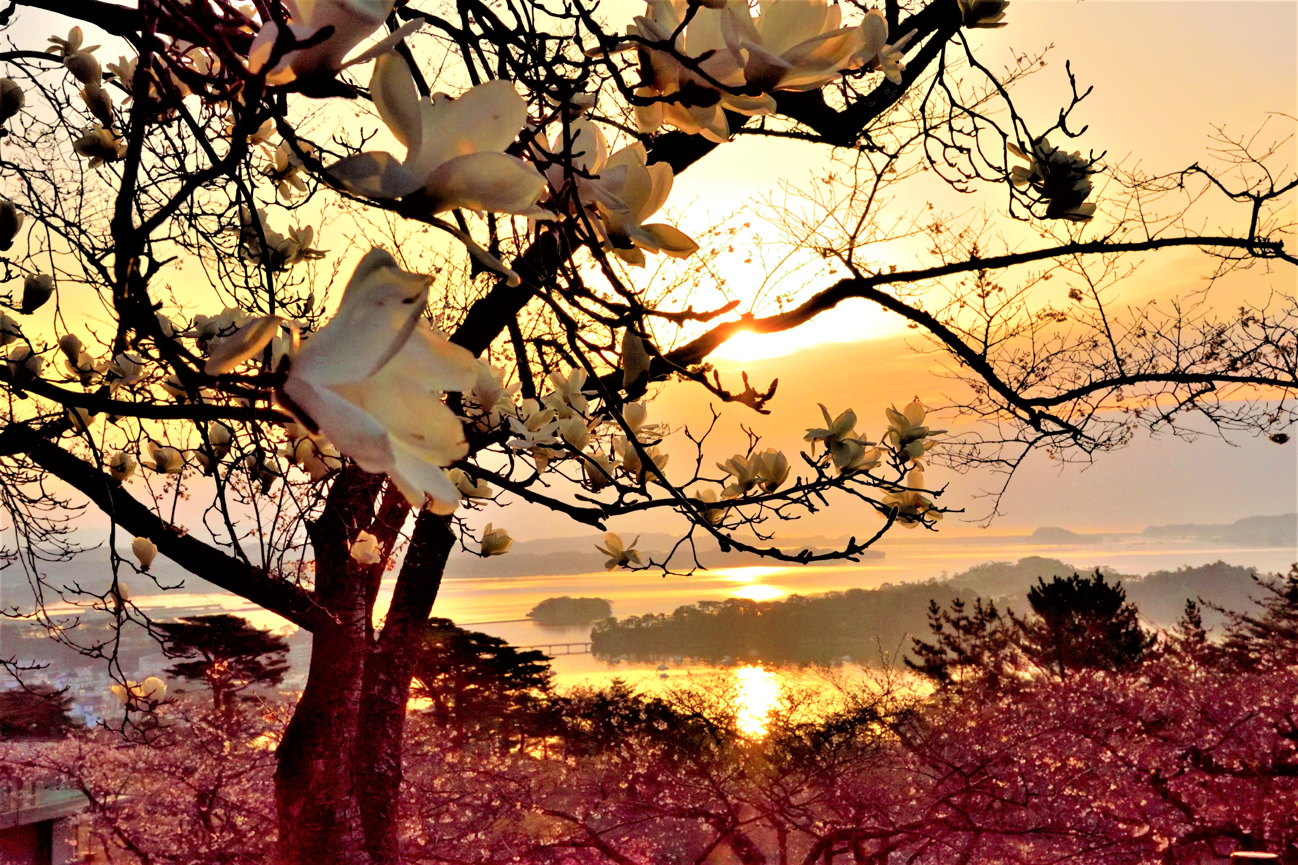 Matsushima bay and white magnolia