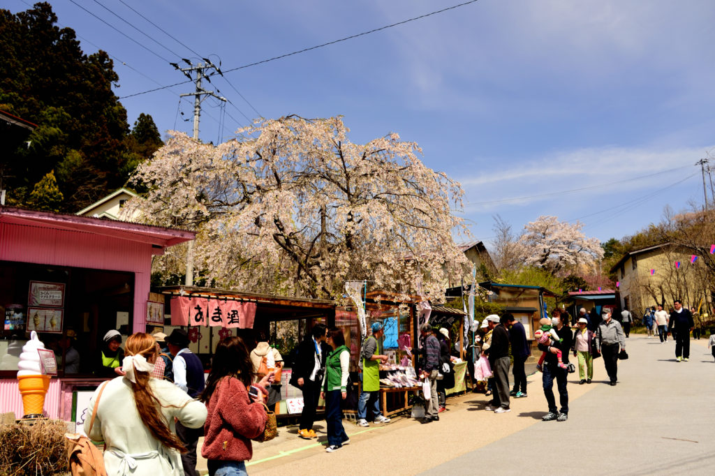 Cherry tree and cafe