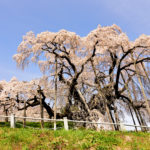 Cherry tree with blue sly
