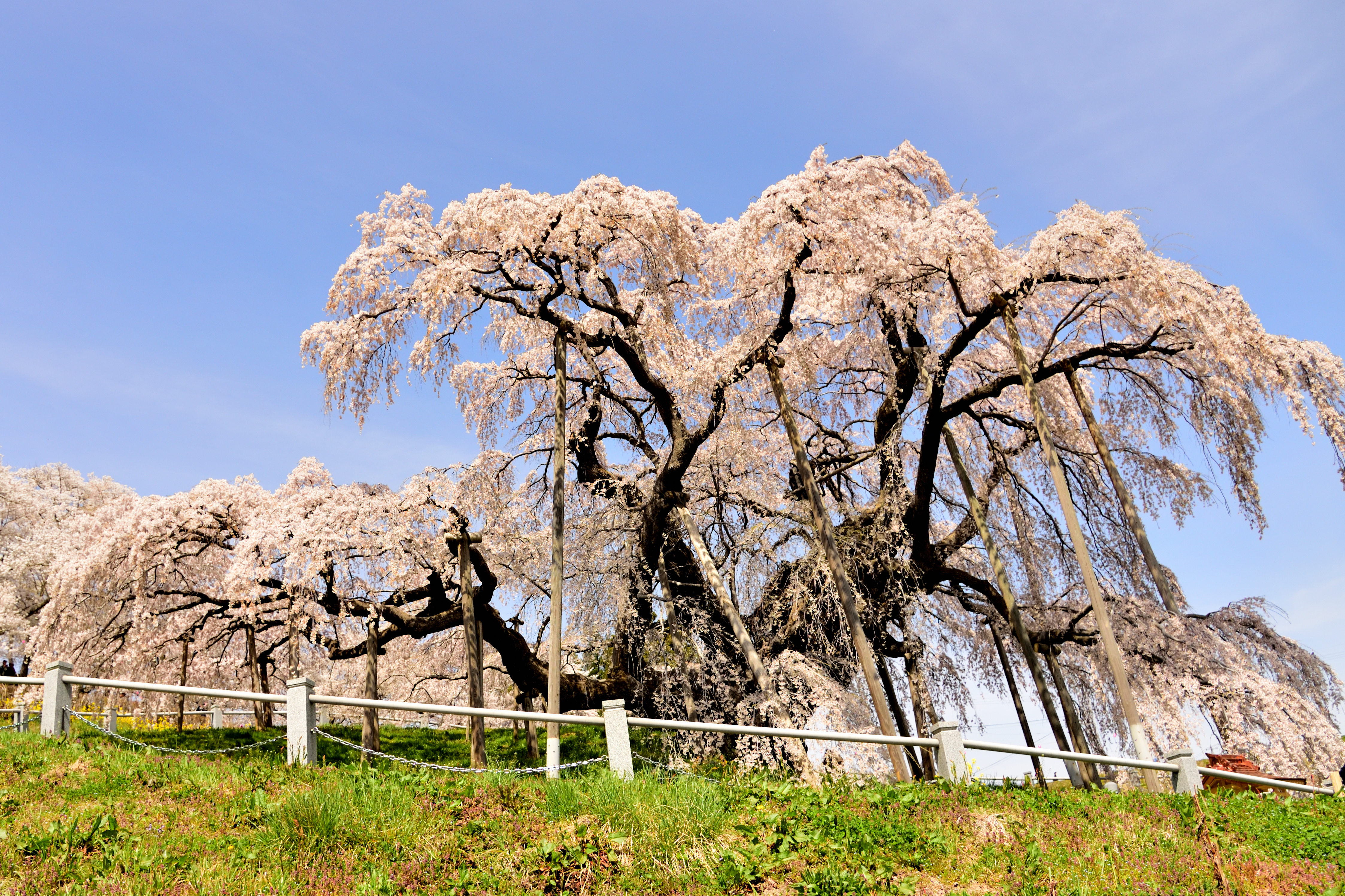 Cherry tree with blue sly