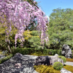 Weeping cherry blossoms and stone garden in Myoshinji temple