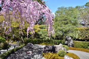 Weeping cherry blossoms and stone garden in Myoshinji temple