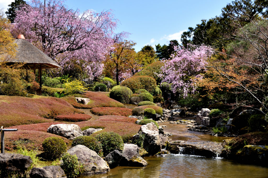 Not faded, leaving a memory of cherry blossoms, a highlight spot in ...