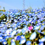 Blue and Red Nemophila in Hitachi Seaside Park