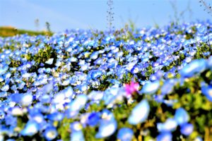 Blue and Red Nemophila in Hitachi Seaside Park