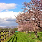 Cherry trees and pasture in Urakawa