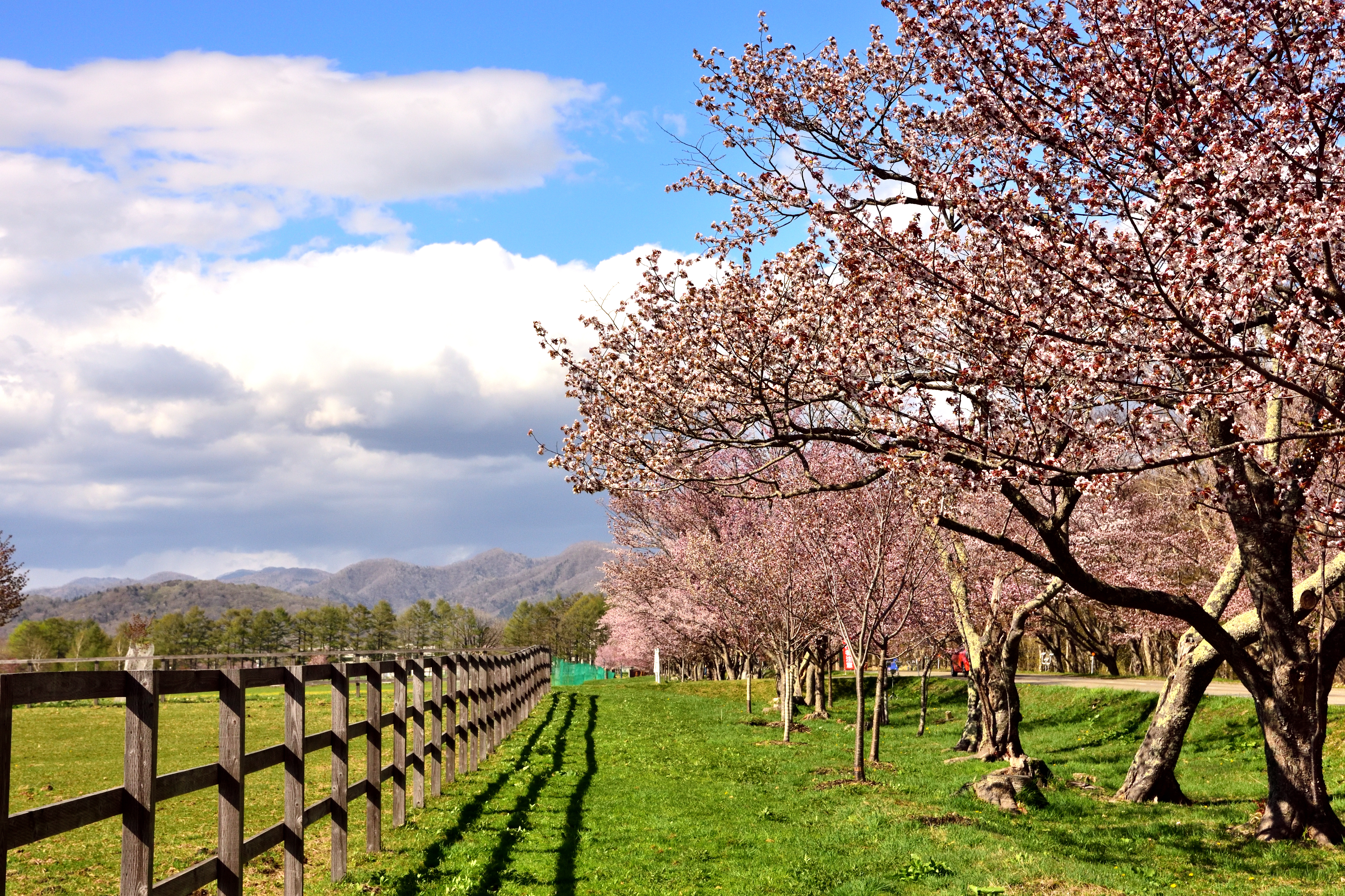 Cherry trees and pasture in Urakawa