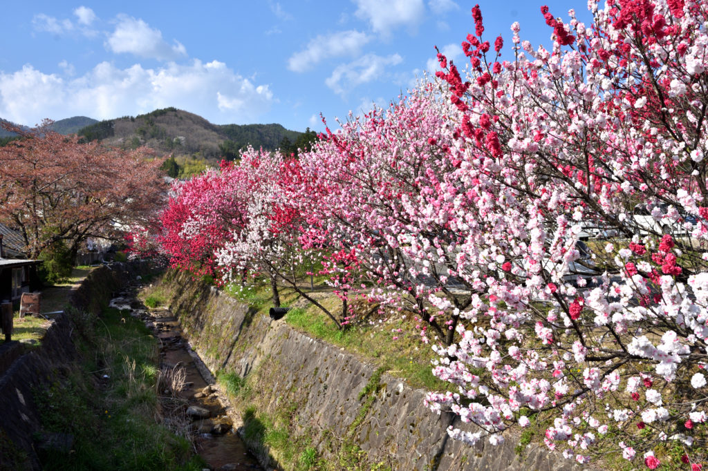 Achi Village Peach Blossom Festival 2024 - Events in Nagano