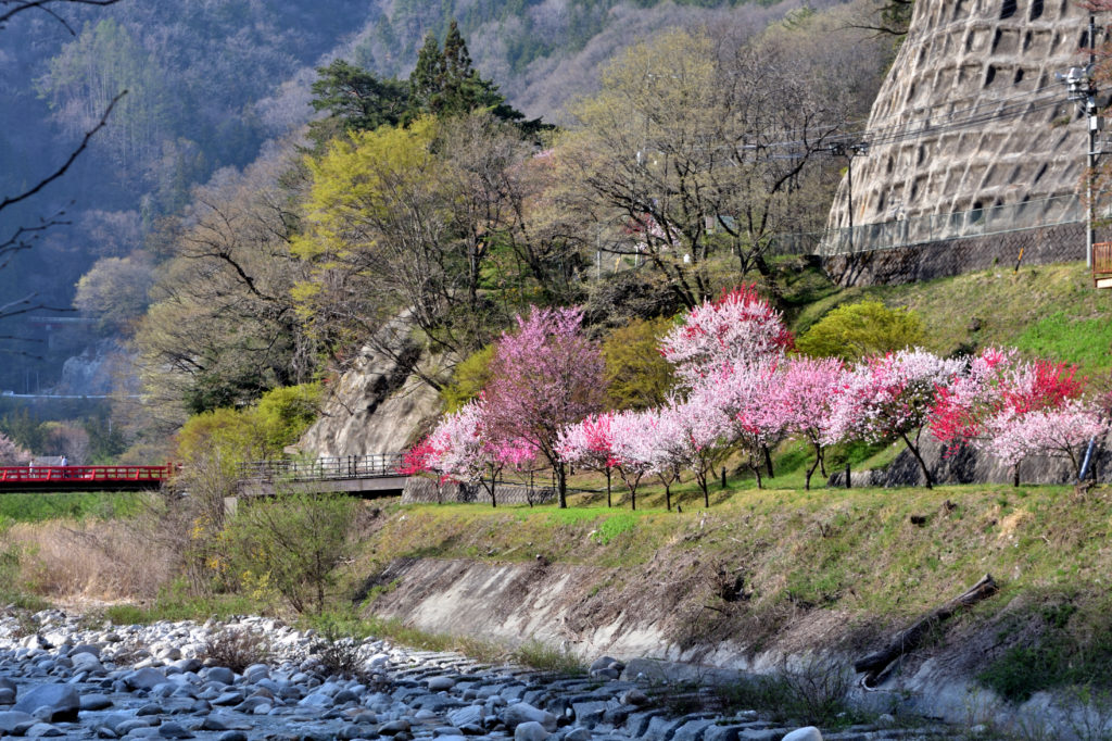 Achi Village Peach Blossom Festival 2024 - Events in Nagano