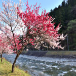Achi river and Hanamomo (Peach flowers) in Hirugami hot spring