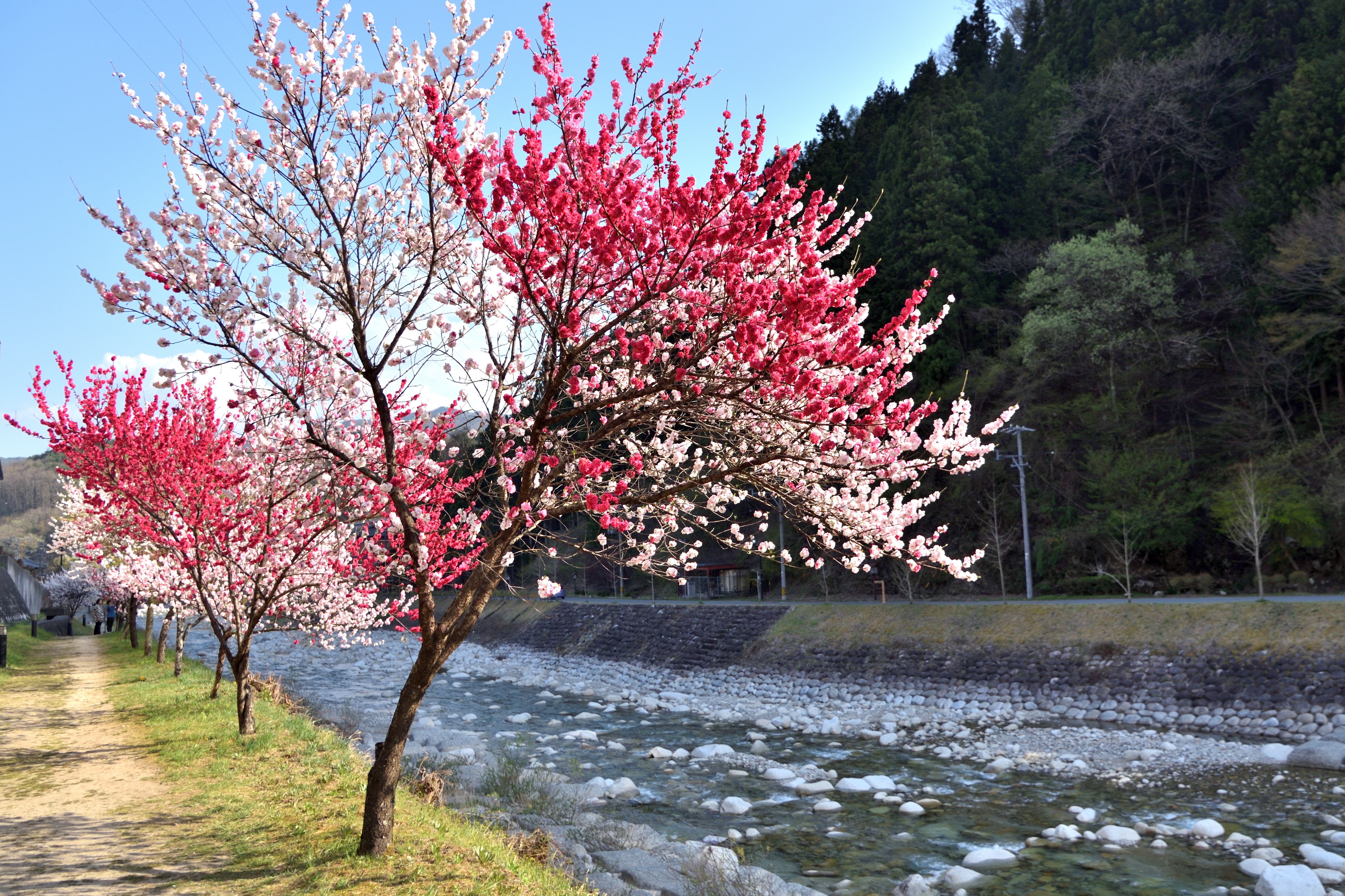 Achi river and Hanamomo (Peach flowers) in Hirugami hot spring