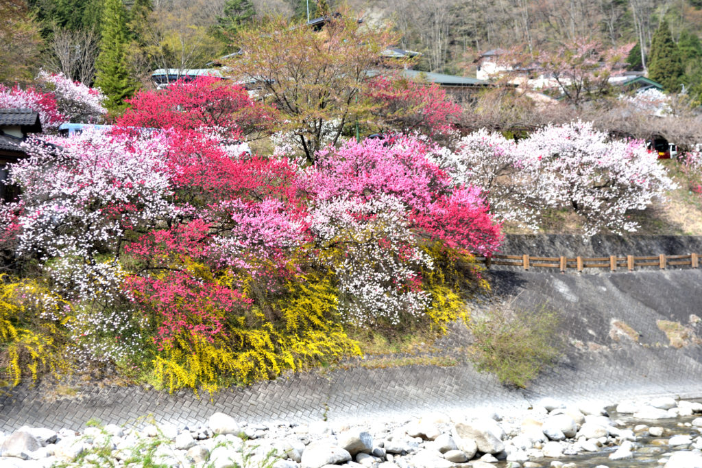 Peach Blossoms: Japan's Other Spring Flower Blossoms