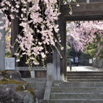 Weeping cherry trees on the gate of Kozenji temple