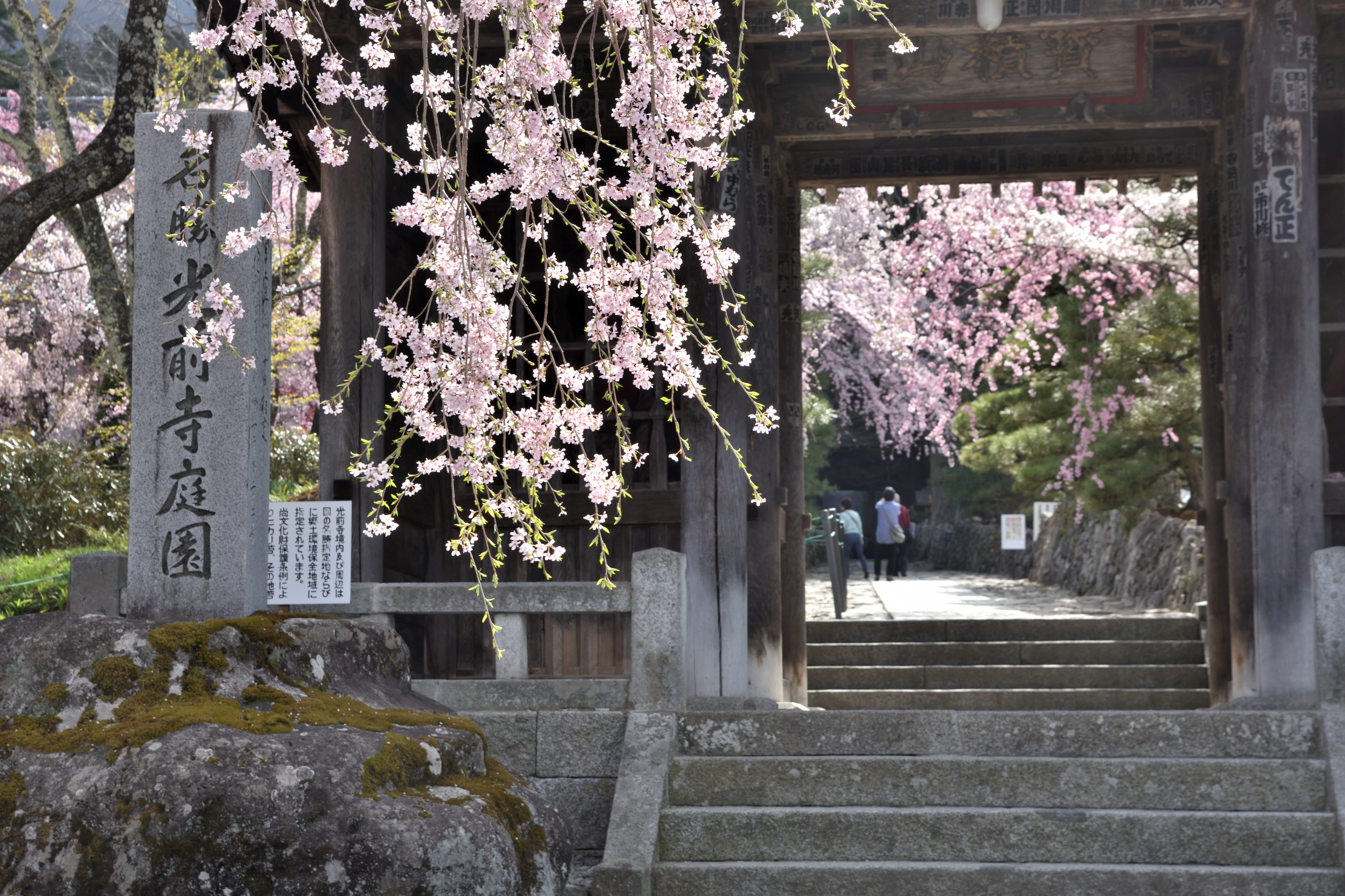 Weeping cherry trees on the gate of Kozenji temple