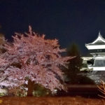 Cherry tree and Matsumoto castle lighted up