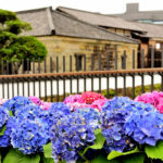Dejima town with Hydrangea