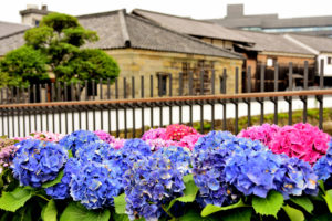 Dejima town with Hydrangea